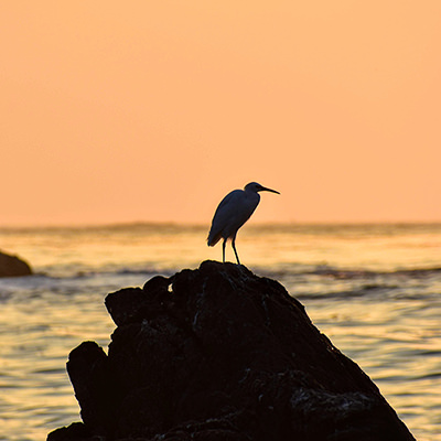 egret silhouetted by the sunset