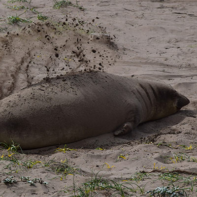 elephant seal tossing sand over its back