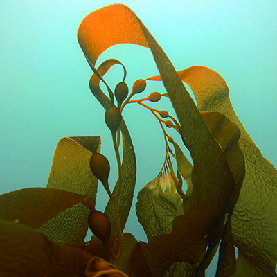 giant kelp