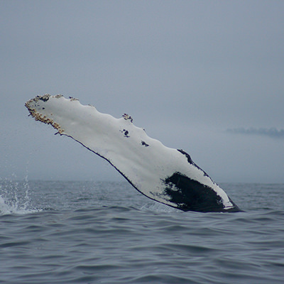 humpback whale flipper