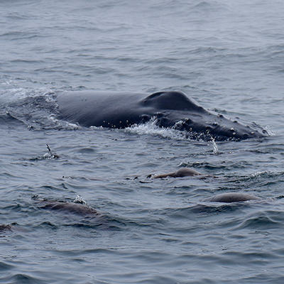 humpback whale and sea lions