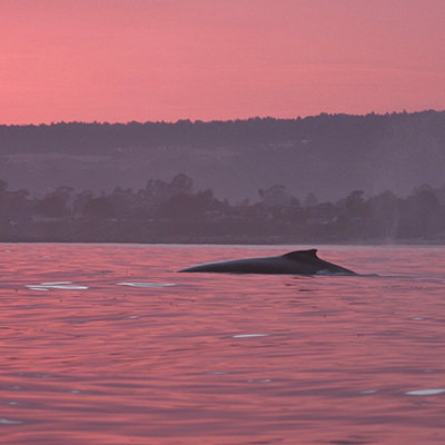humpback whale at sunset