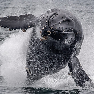 humpback whale jumping toward boat