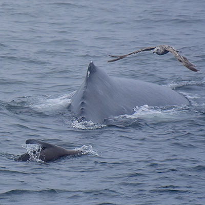 humpback whale, sea lion, and seabird