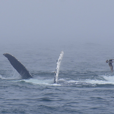 humpback whales in fog