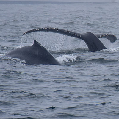 humpback whale tail and sea lions