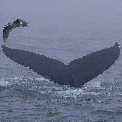 humpback whale tail and gulls