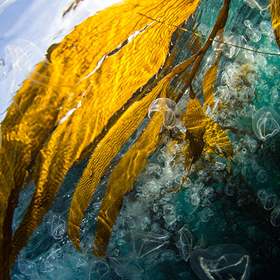 sun filtered through kelp and jellyfish