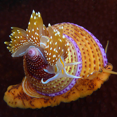 opalescent nudibranch on a jeweled top snail