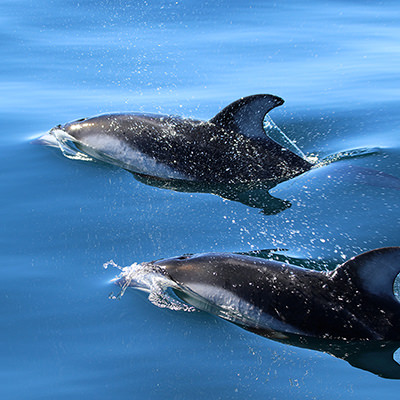 pacific white sided dolphins