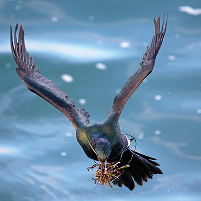 pelagic cormorant carrying seaweed