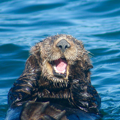 sea otter smiling