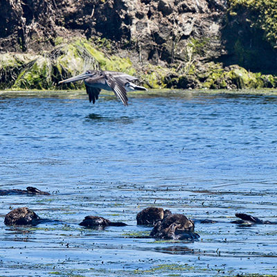 raft of sea otters with a pelican flying overhead