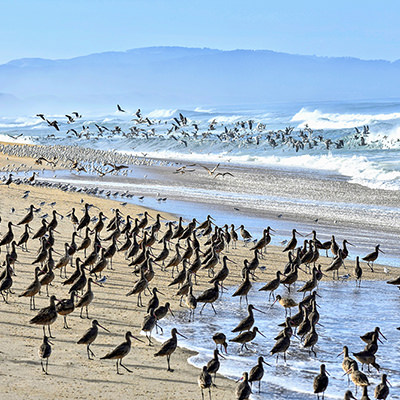 many birds on a beach