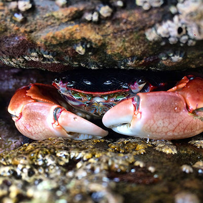 a crab in a tide pool