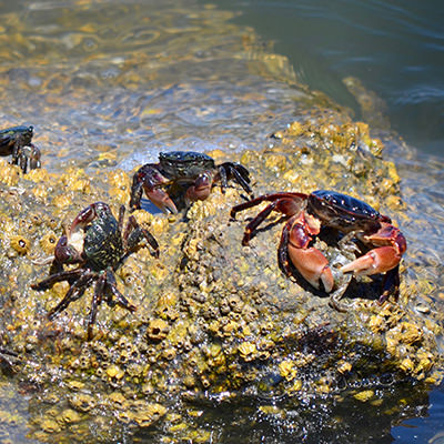 shore crabs