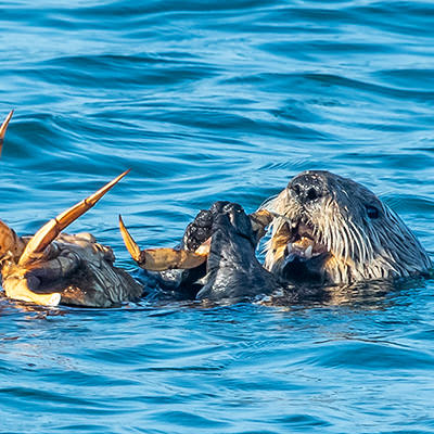 sea otter eating crab