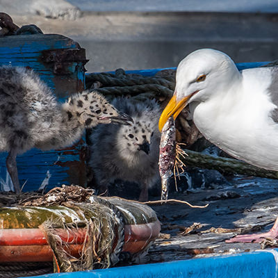 western gull feeding its chicks