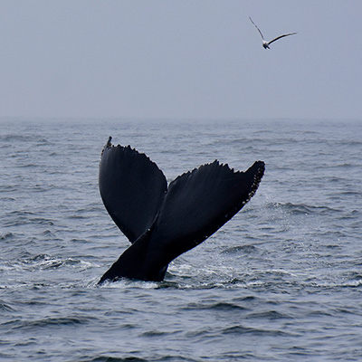 whale tail and bird
