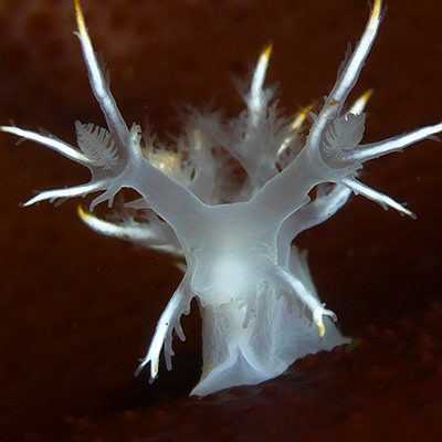 white dendronotus nudibranch