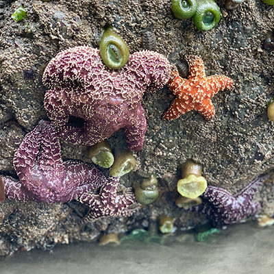 Sea stars and sea anemones