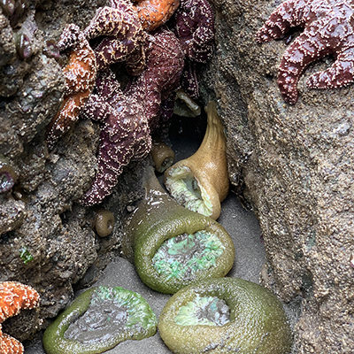 sea stars and sea anemones