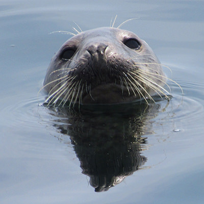 harbor seal lifting its head above the water