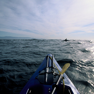 kayaker and dolphins
