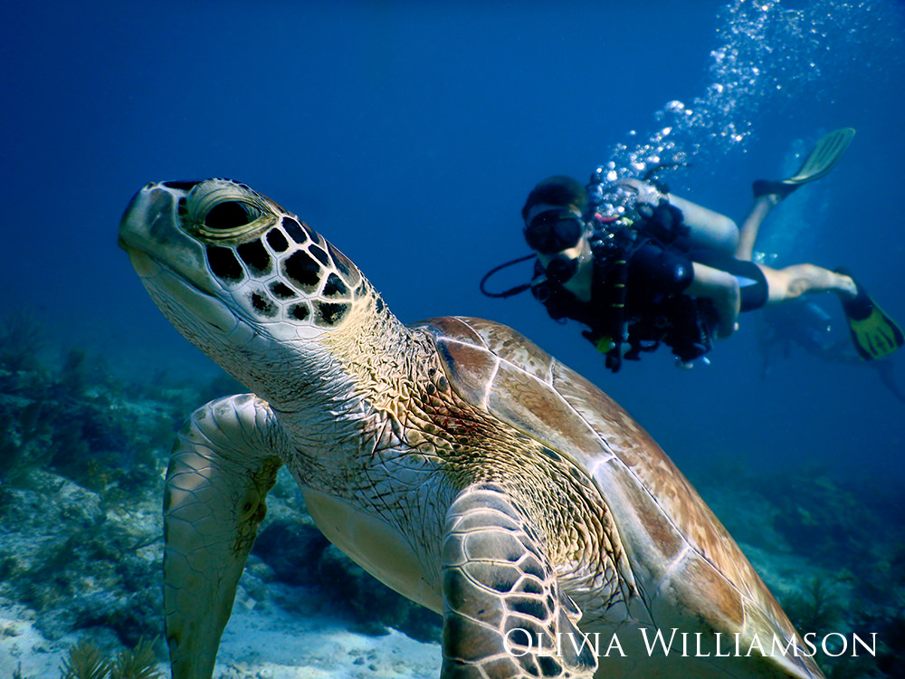 Green sea turtle in the foreground with a diver swimming by in the background