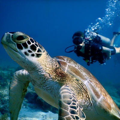 green sea turtle and divers