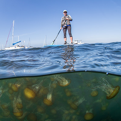 paddleboarder over a swarm of jellyfish