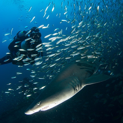 diver, fish, and sand tiger shark