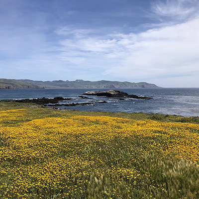 an island covered in flowers