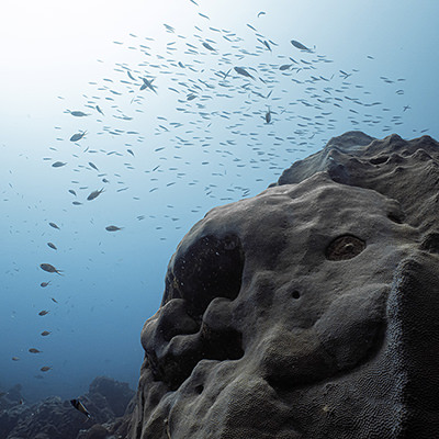 fish over a large coral head