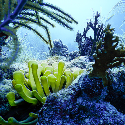 coral reef with sea anemone