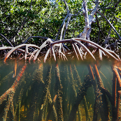 mangrove roots above and below water