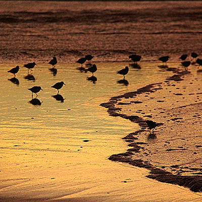 sandpipers at a beach