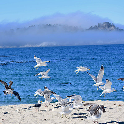 birds on a beach with fog in the background