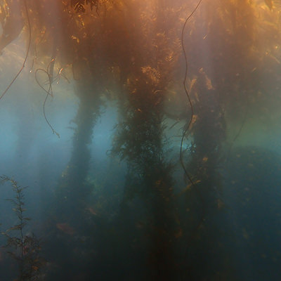 a sunlit kelp forest
