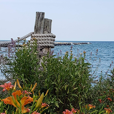 flowers and other plants in front of lake huron