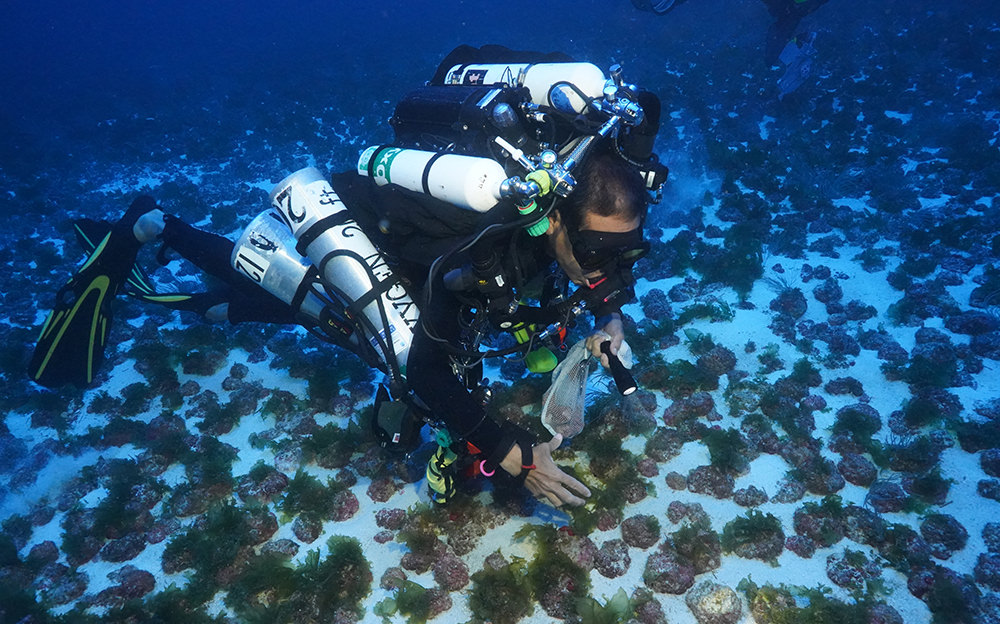 diver collecting algae specimens
