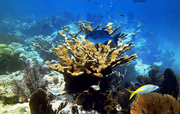 fish swim through a coral reef
