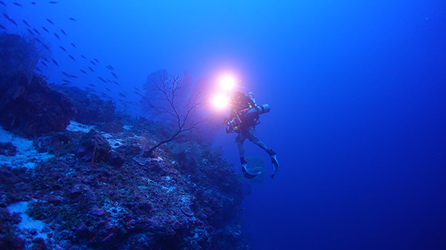 diver swimming near a mesophotic reef