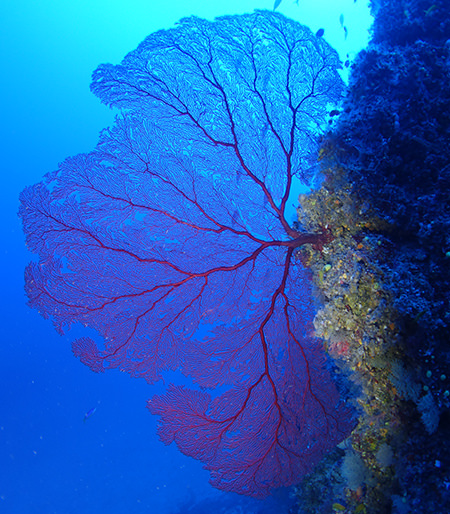 gorgonian growing from a rock wall