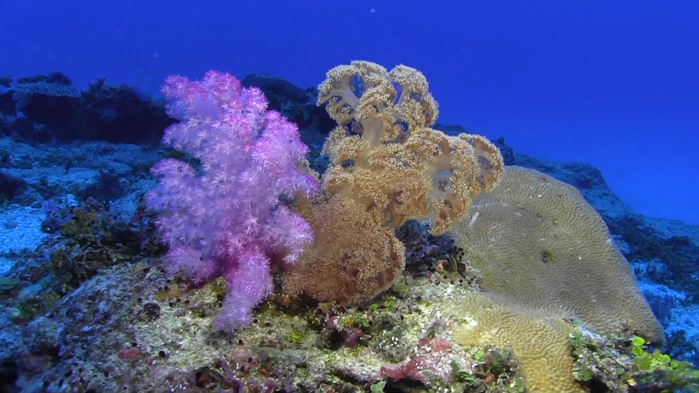 pink and brown soft corals