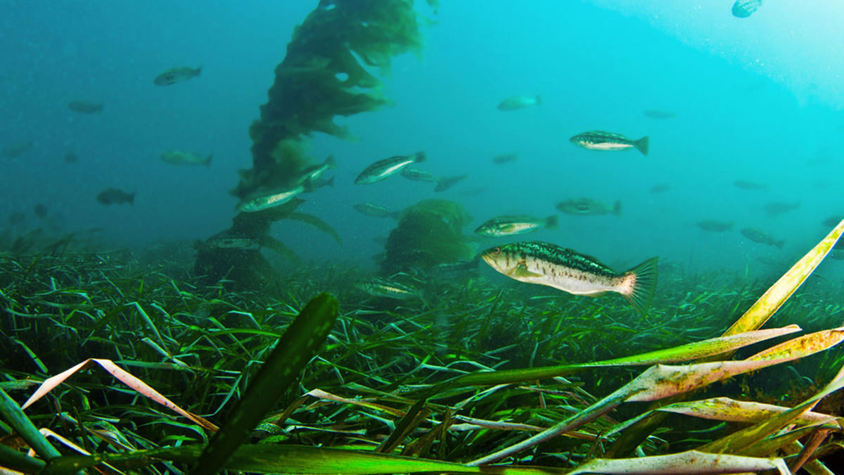 kelp bass swimming over eelgrass