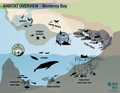 Graphic Breaking Down Habitat of Monterey Bay National Marine Sanctuary