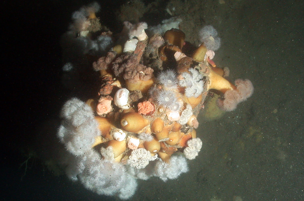 sea anemones growing on a shipwreck