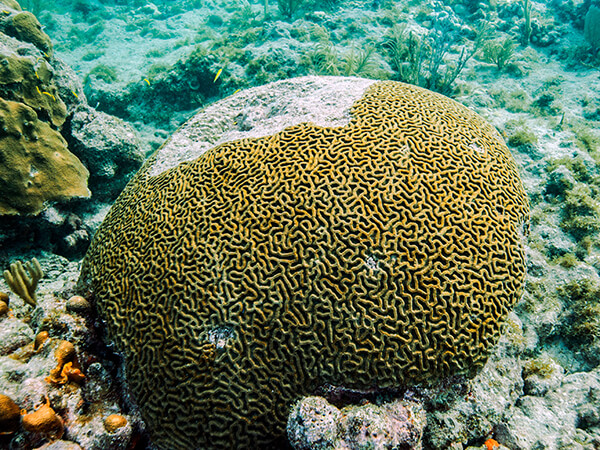 Coral with spots of disease overtaking it
