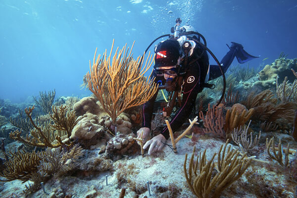 A diver outplants staghorn coral